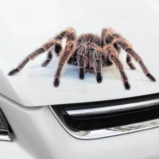 Livrare gratuită Autocolant 3D auto pentru animale