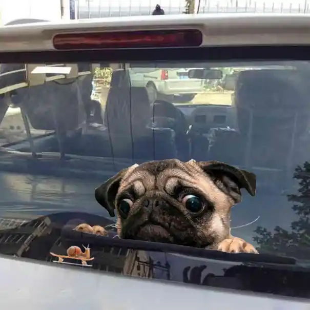 Autocolant pentru mașină Pug Bestseller